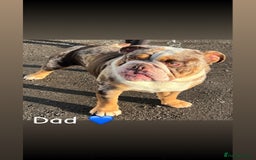 English Bulldog dogs for sale: 🐶 KC Registered English Bulldog Puppies 🐶 - Image 5