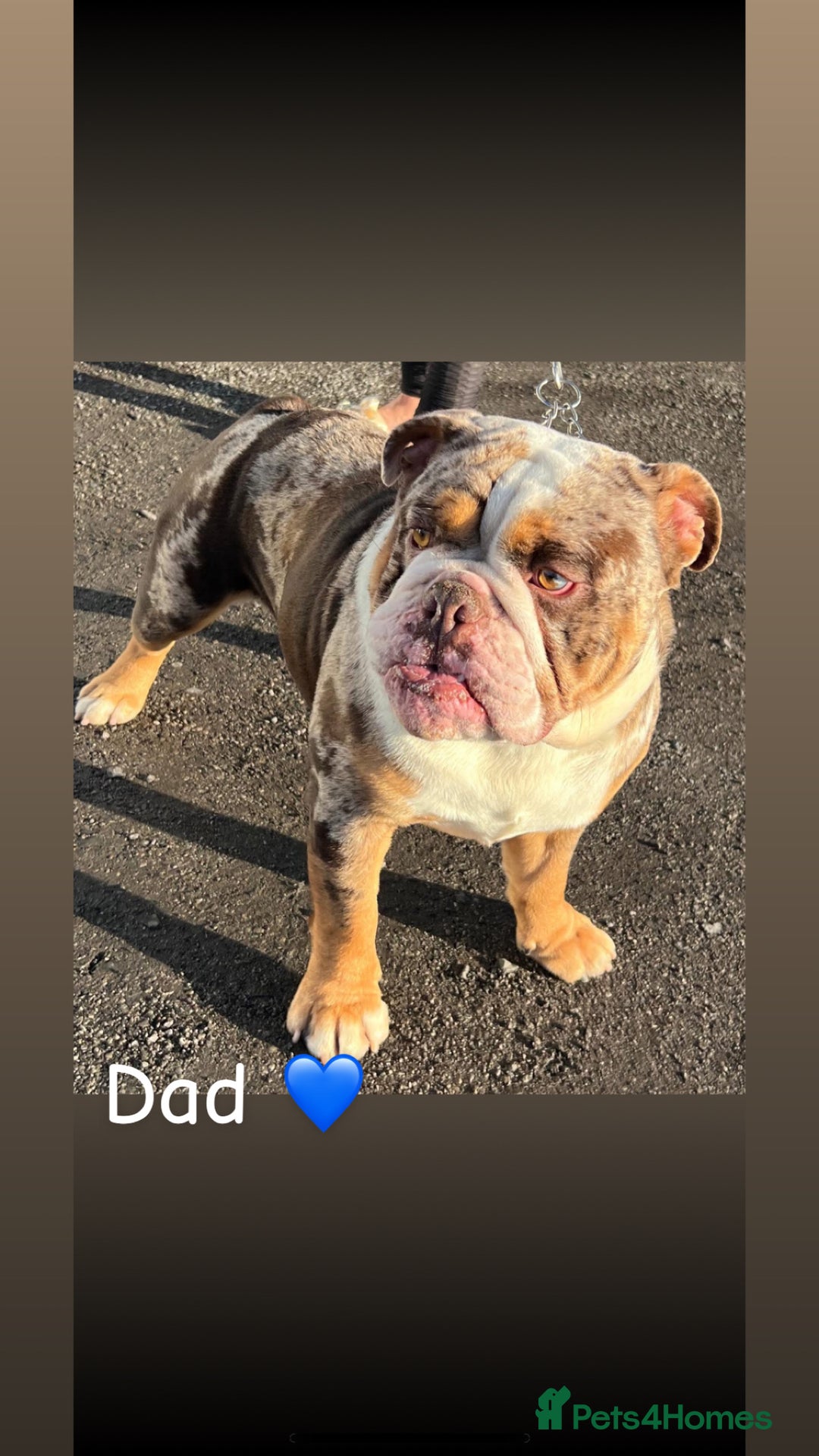 English Bulldog dogs for sale: 🐶 KC Registered English Bulldog Puppies 🐶 - Image 5