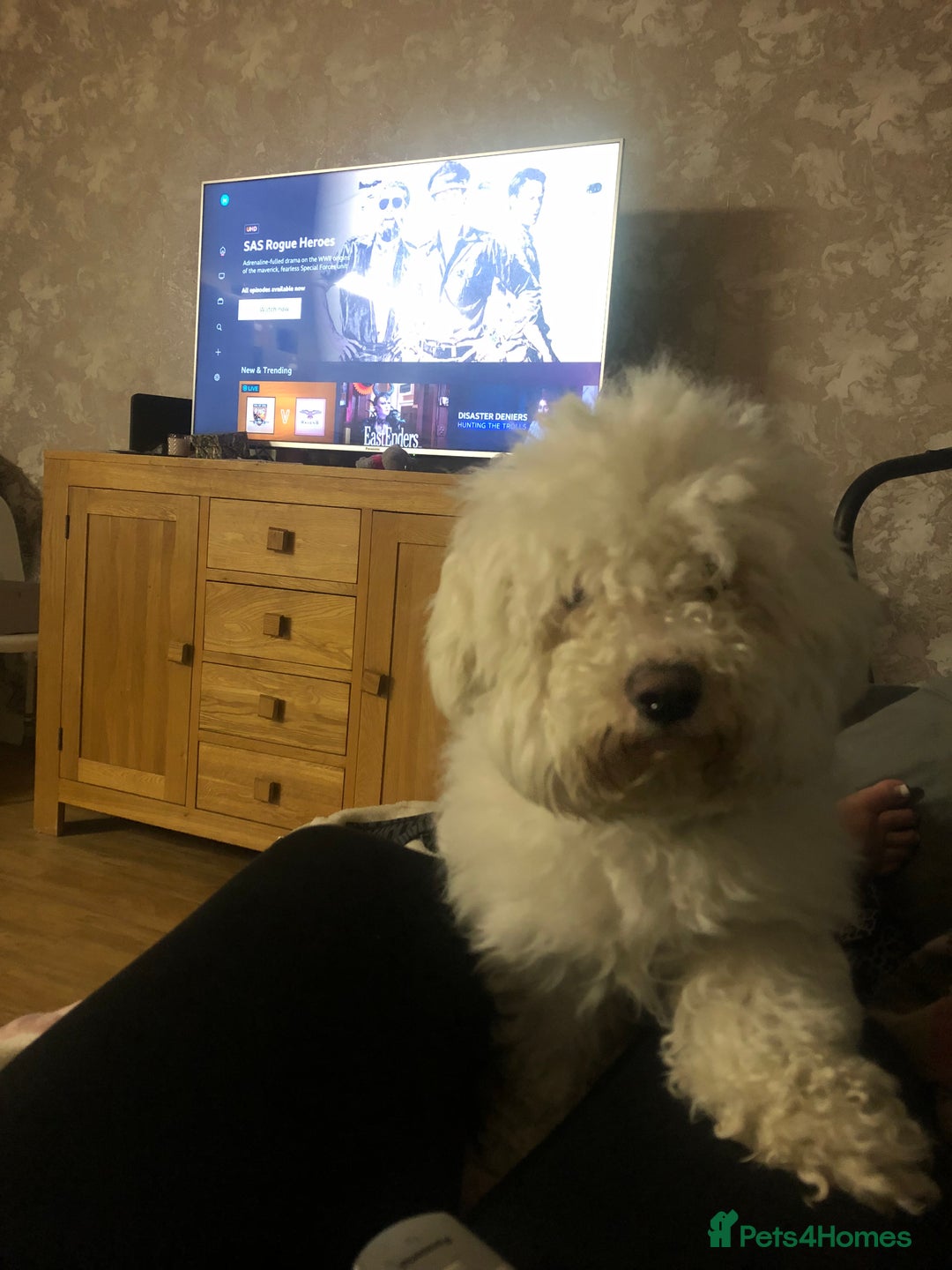 Bichon Frise dogs for sale: Bichon frise 4 year old male stud for sale - Image 7