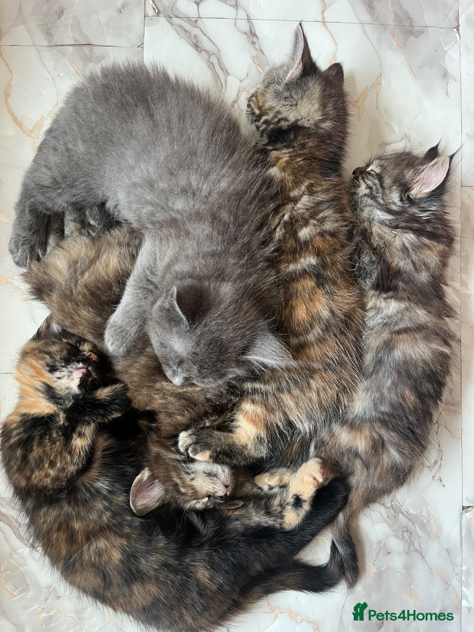 Maine Coon cats 5 Beautiful half Maine coon kittens  - Advert 7