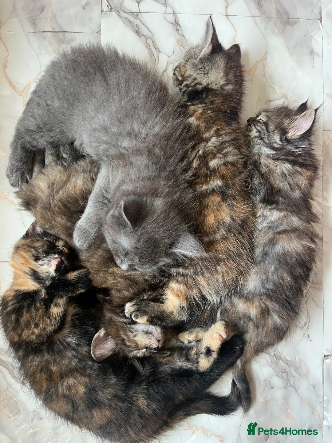 Maine Coon cats for sale: 5 Beautiful half Maine coon kittens  in Aldershot - Advert 1