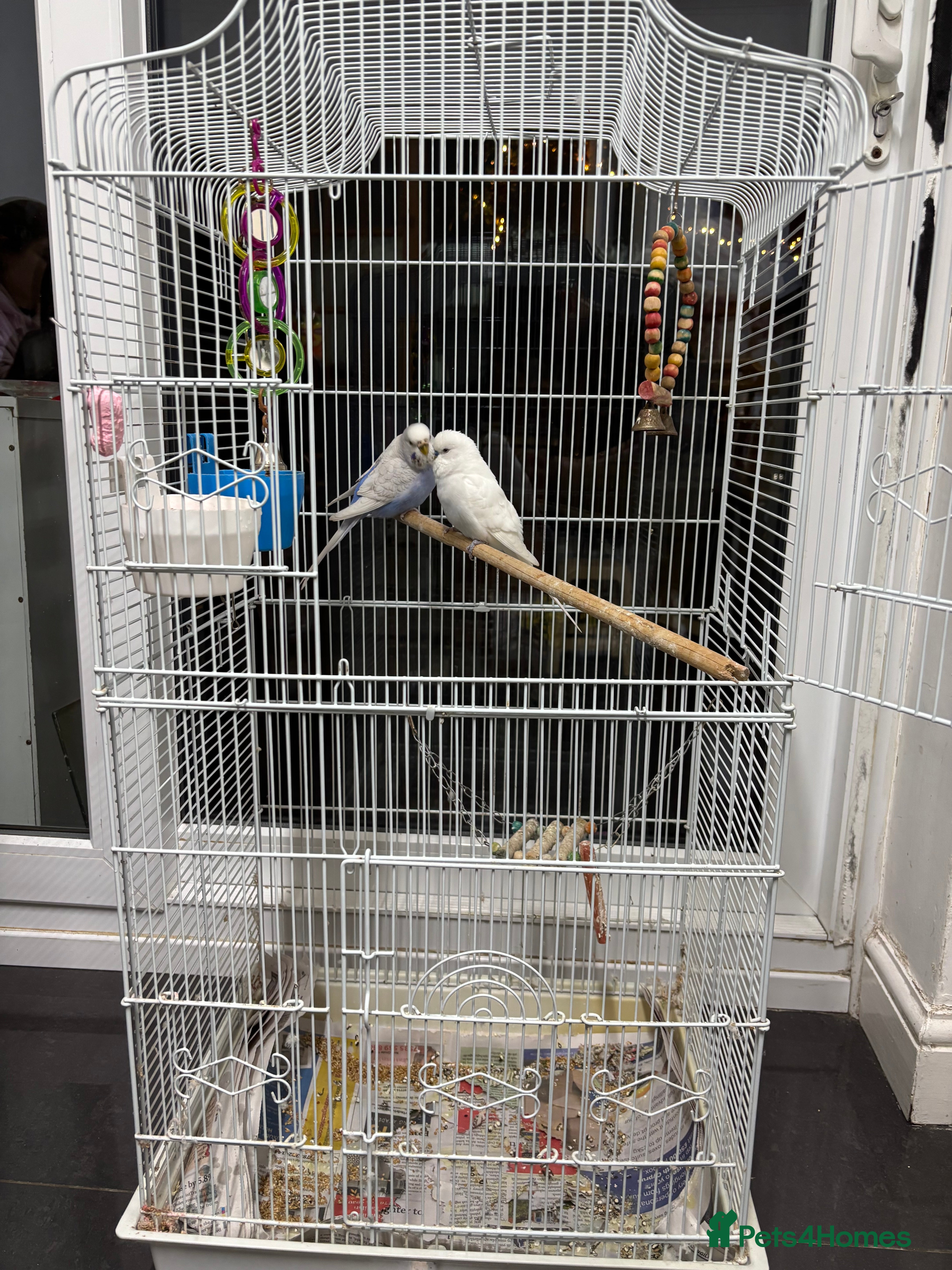 Budgerigars birds 1 cople with cage  - Advert 1