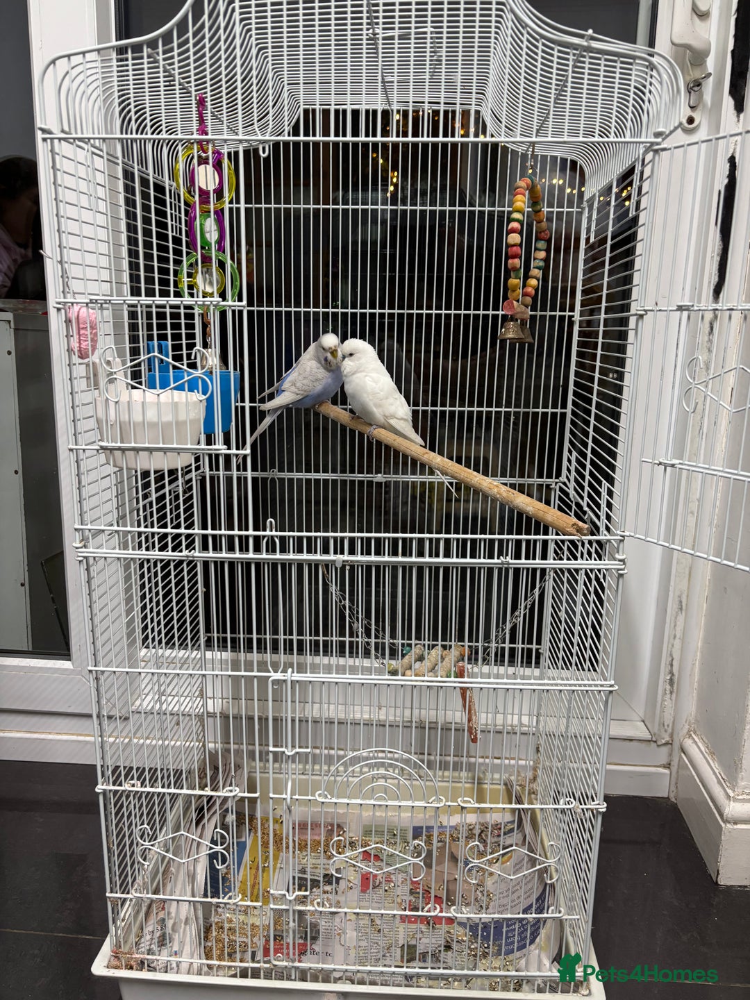 Budgerigars birds for sale: 1 cople with cage  - Advert 1