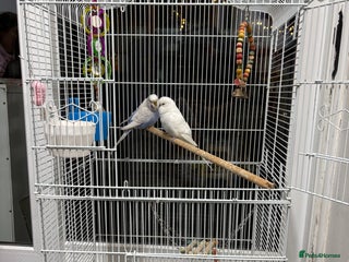 Budgerigars birds 1 cople with cage - Advert 1