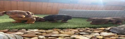 Miniature Dachshund dogs for sale: Miniature dachshund puppies - Advert 3
