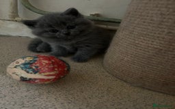 Scottish Fold cats for sale: Scottish fold kittens ready for reservation. - Image 15