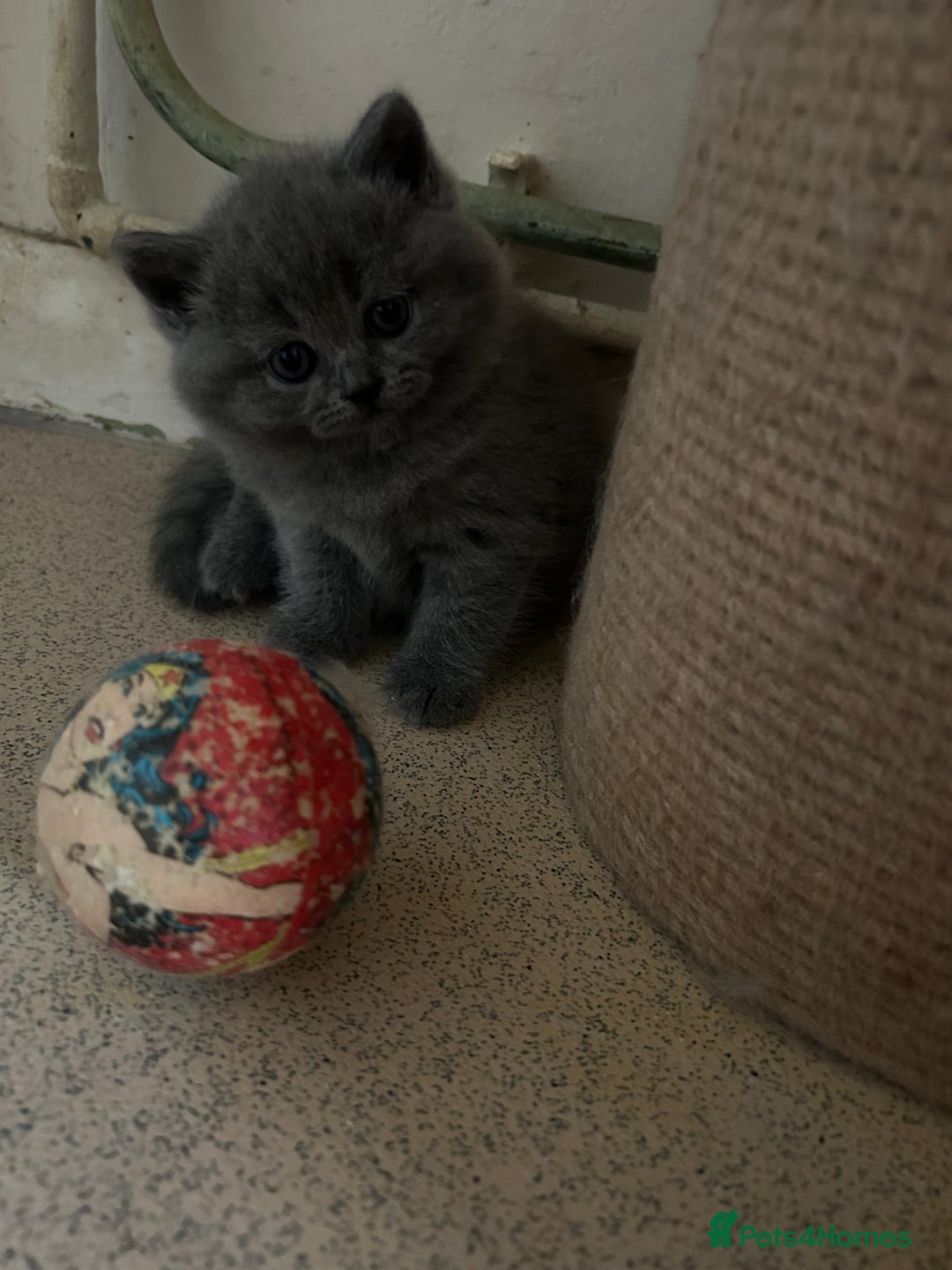 Scottish Fold cats for sale: Scottish fold kittens ready for reservation. - Image 15
