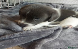 Mixed Breed dogs for sale: Border Beagle Puppies  - Image 7