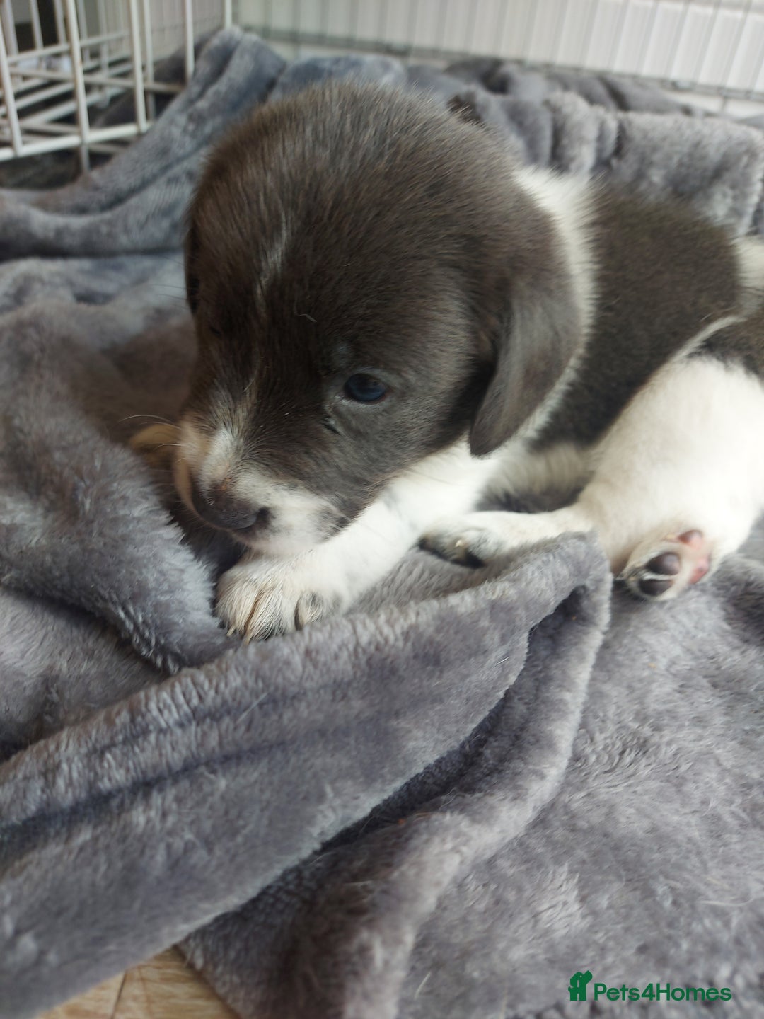 Mixed Breed dogs for sale: Border Beagle Puppies  - Image 7