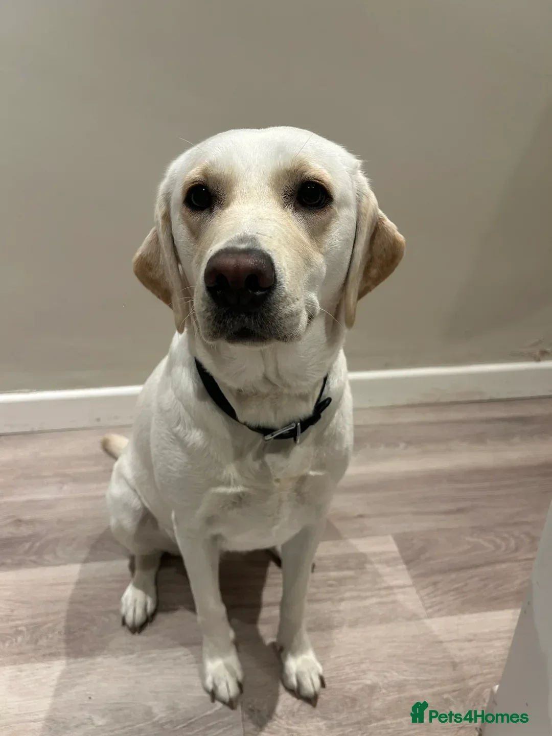 Labrador Retriever dogs Maggies beautiful babies confirmed - Advert 1