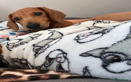 Dachshund dogs for sale: mini dachshund - Image 6
