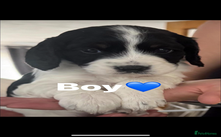 Cockapoo dogs - Advert 12