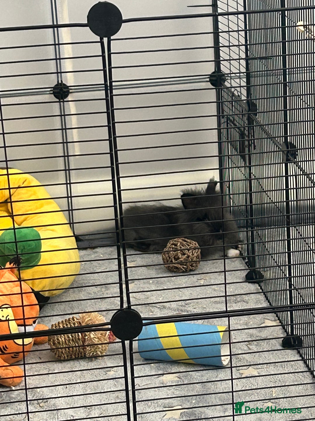Lionhead rabbits for sale: Double mained lionhead black and white boy  - Image 2