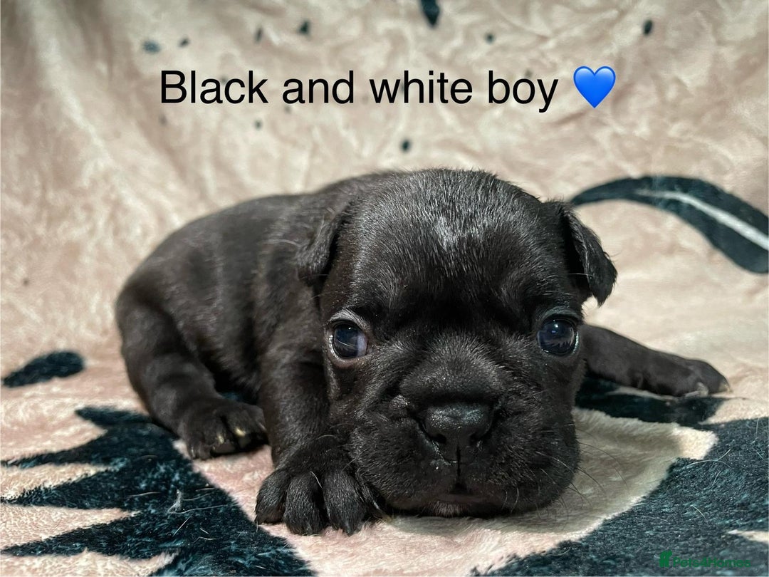 French Bulldog dogs for sale: French bulldog puppies - Image 6