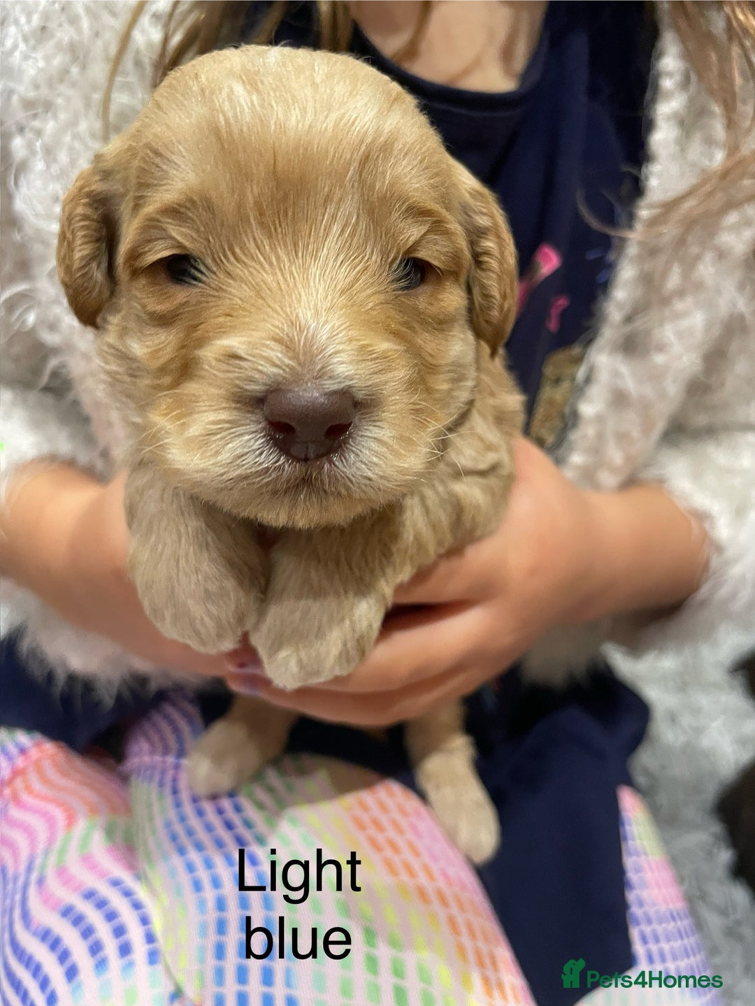 Cockapoo dogs for sale: Cockapoo genetic & health 5⭐️ Chocolate apricot - Image 8