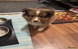 Shetland Sheepdog dogs for sale: Purebred Shetland Sheepdog Puppies - Image 13