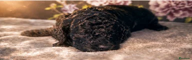 Cavapoochon Puppy 2