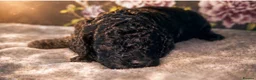 Cavapoochon dogs for sale: Exceptional Cavapoochon Boys – Elite Home-Bred - Advert 12