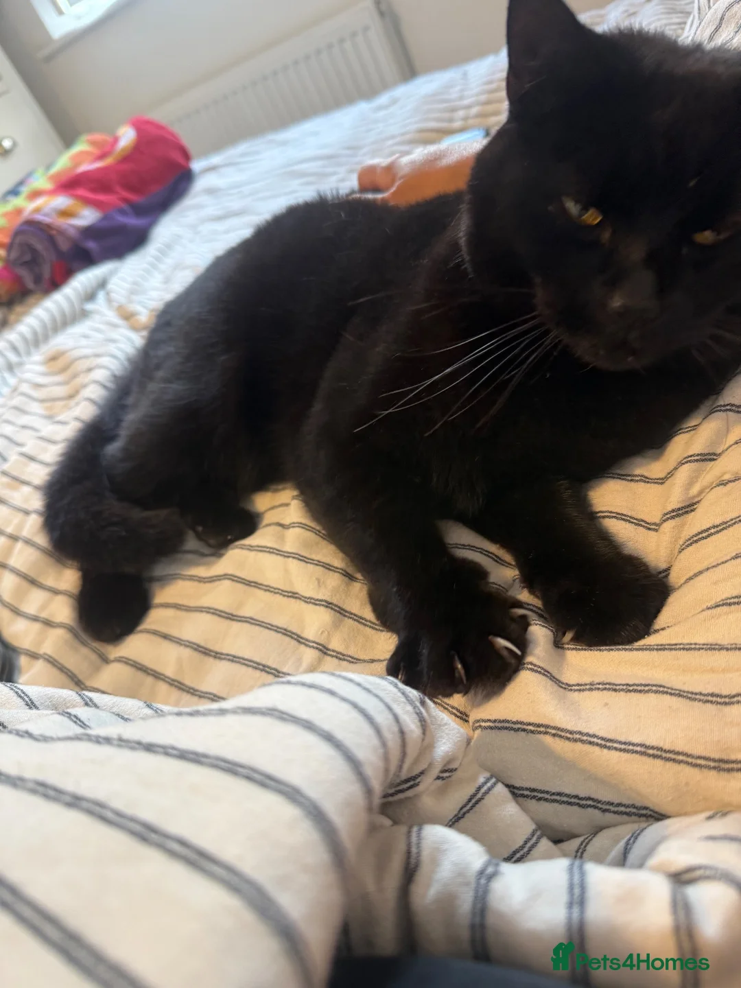 Mixed Breed cats for sale: 2 gorgeous sister kittens  - Advert 1