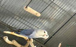 Lovebirds birds for sale: Healthy Lovebirds Pair with Cage for Sale. - Image 5