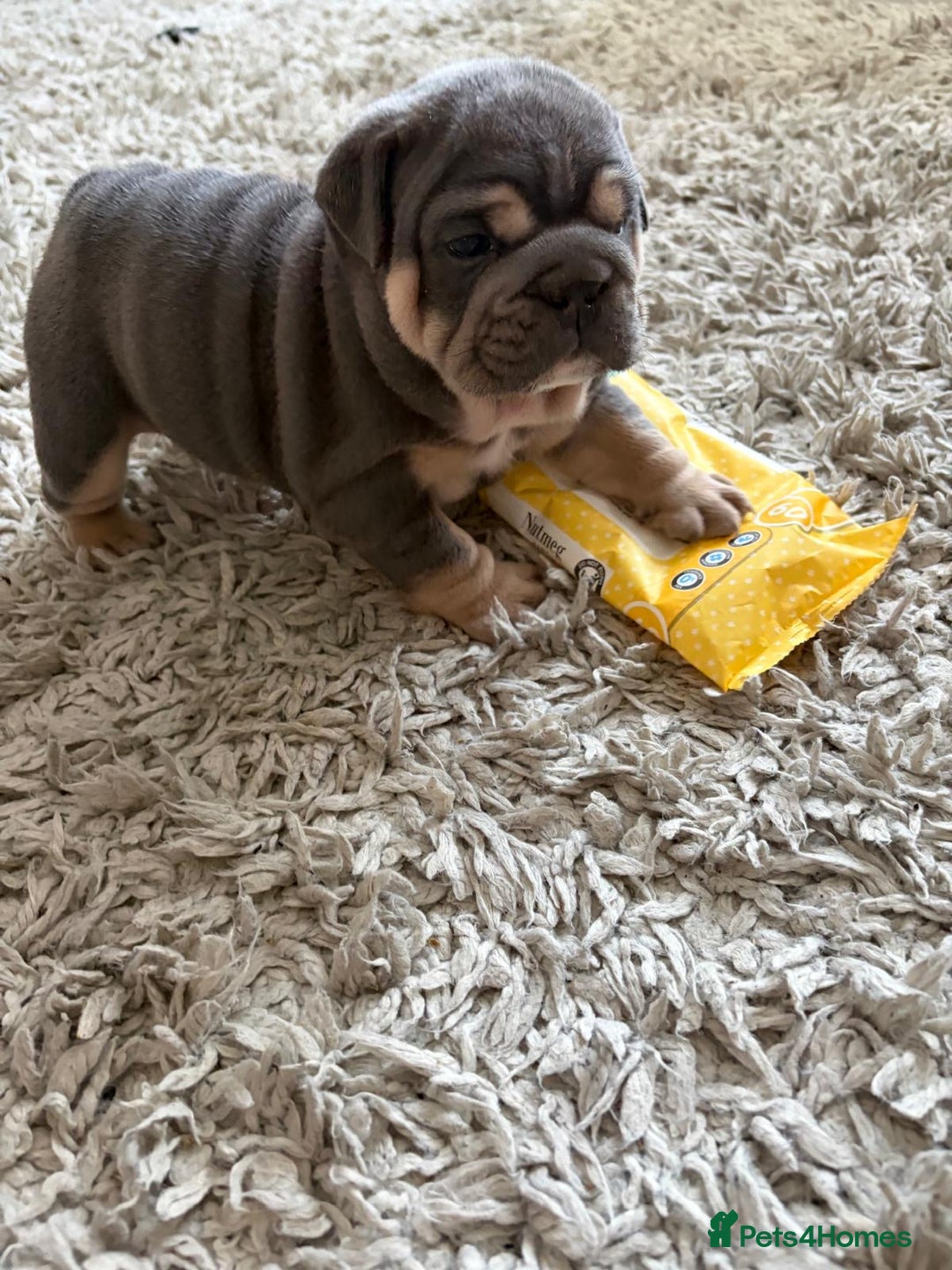 English Bulldog dogs for sale: Gorgeous Puppy Bulldogs for sale - Advert 13