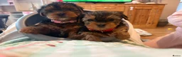 Yorkshire Terrier dogs for sale: Beautiful Yorkie pups ready to leave now  - Advert 29