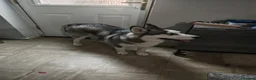 Siberian Husky dogs for sale: Husky puppy in Southampton - Advert 2