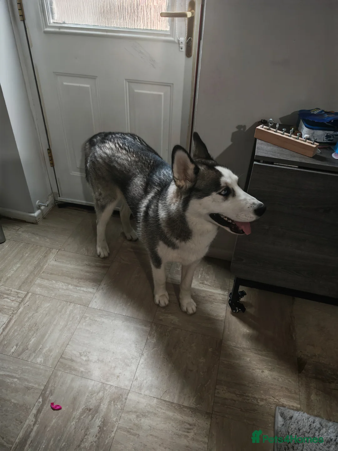 Siberian Husky dogs for sale: Husky puppy in Southampton - Advert 2
