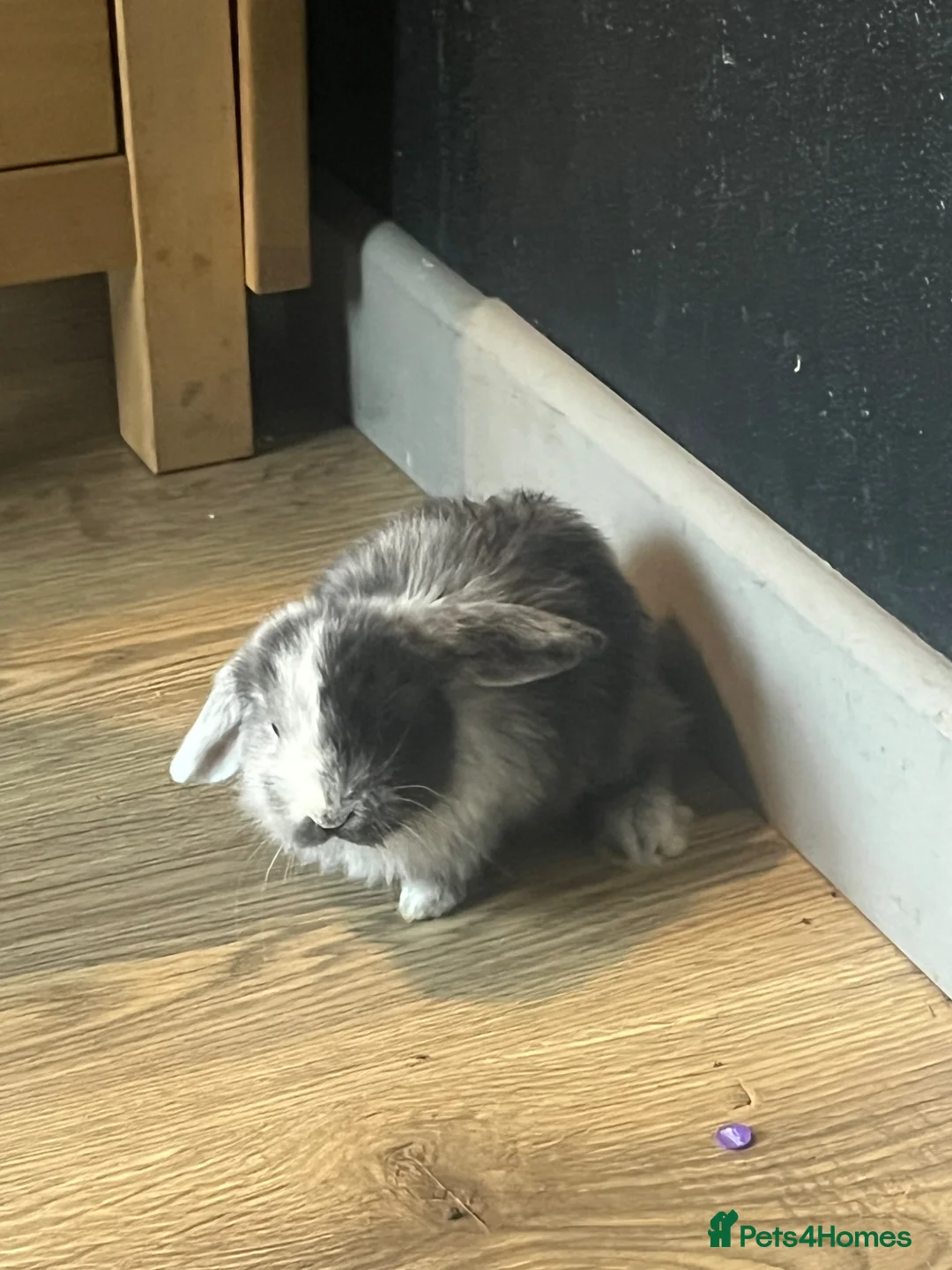 Mixed Breed rabbits for sale: 4 lovely coloured Kits  - Advert 1