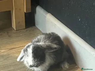 Mixed Breed rabbits 4 lovely coloured Kits - Advert 1