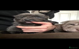 Shar Pei dogs for sale: Stunning litter of kc reg Shar Pei puppies  - Image 17