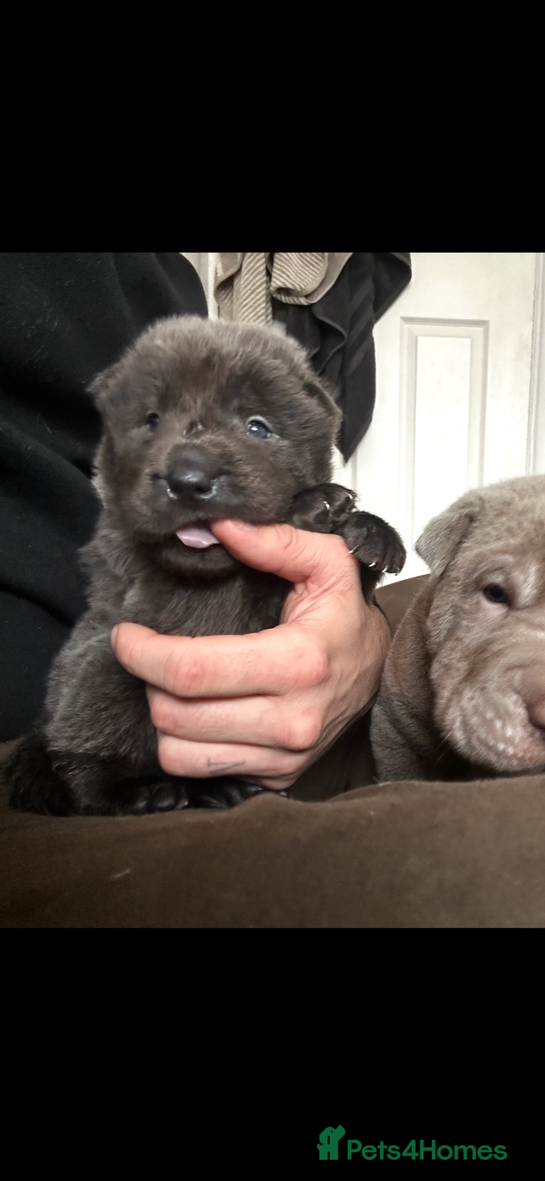 Shar Pei dogs for sale: Stunning litter of kc reg Shar Pei puppies  - Image 17