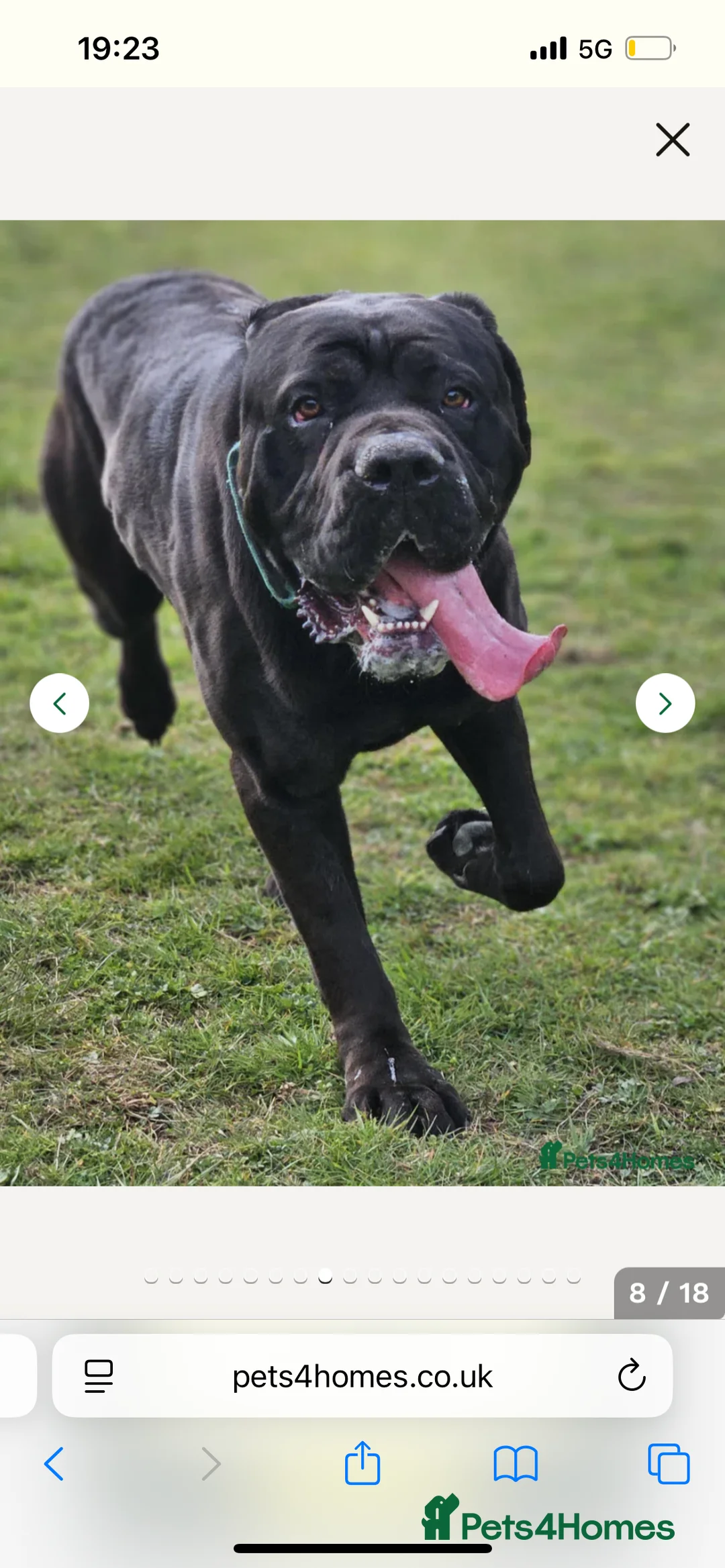 Cane Corso dogs for sale: Cane corso pups  - Advert 13