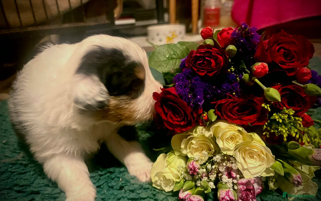 Australian Shepherd dogs for sale: Australian shepherd puppies - Advert 1