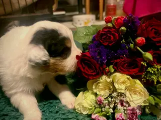 Australian Shepherd dogs Australian shepherd puppies - Advert 1