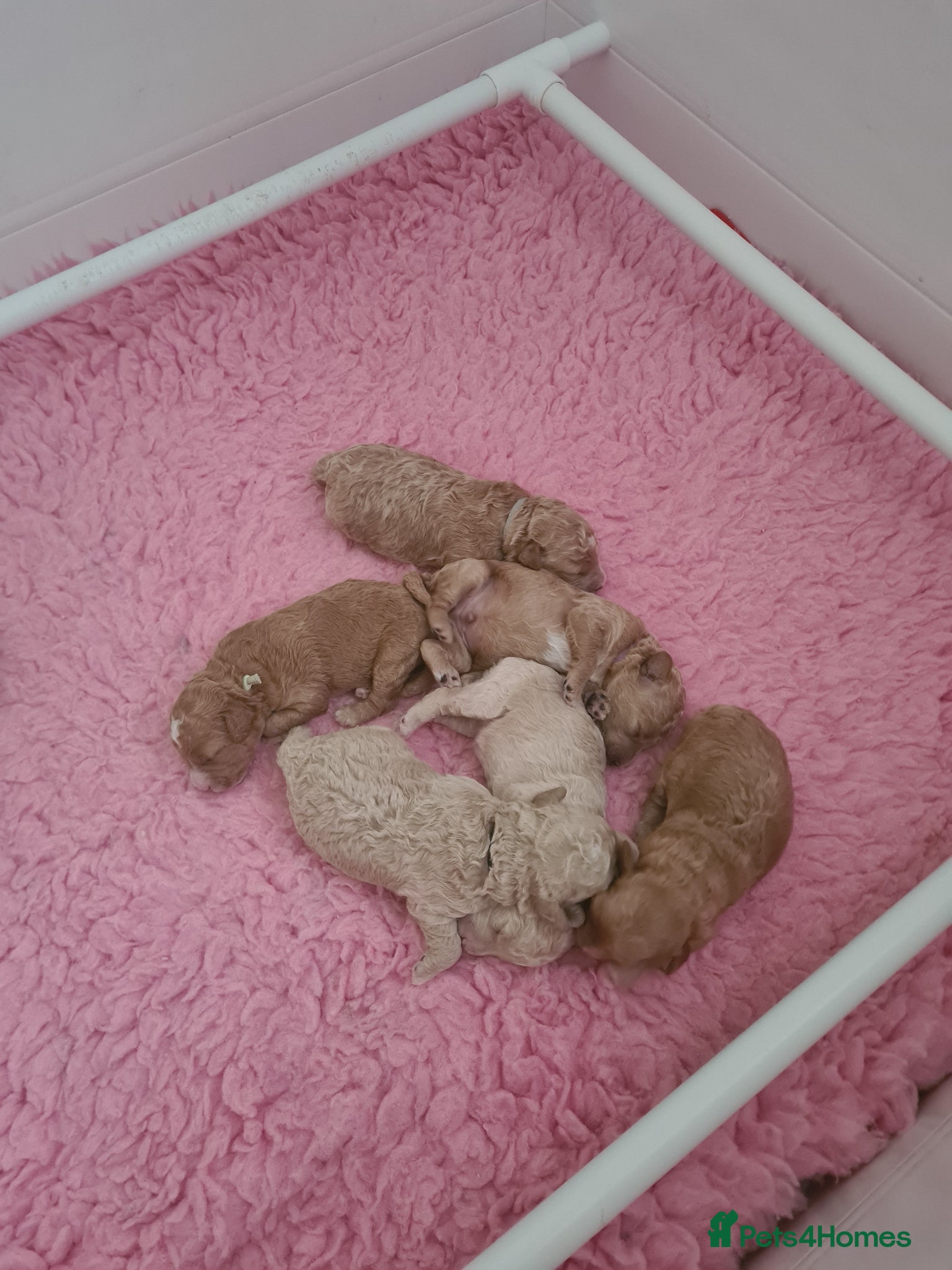 Poochon dogs for sale: Beautiful poochons  - Advert 3