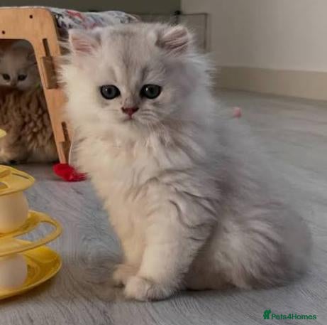 British Longhair cats British Longhair Kittens- Ready Now! - Advert 2