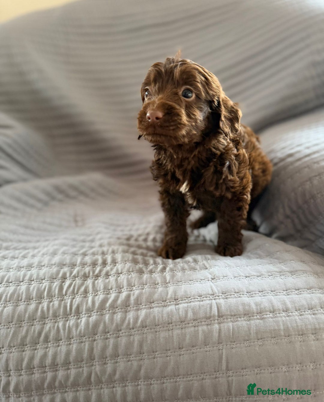 Cockapoo dogs for sale: Cockapoo puppies  - Advert 11