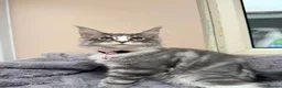 Maine Coon cats for sale: Beautiful pedigree FEMALE Maine Coon kitten - Advert 9