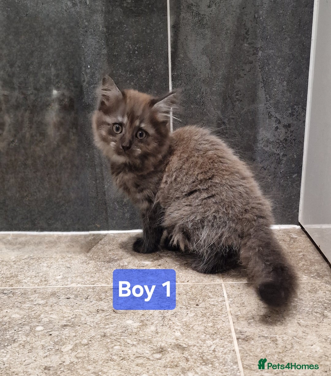 Maine Coon cats for sale: Gorgeous Half Maine Coon Boys and Girls  - Image 4