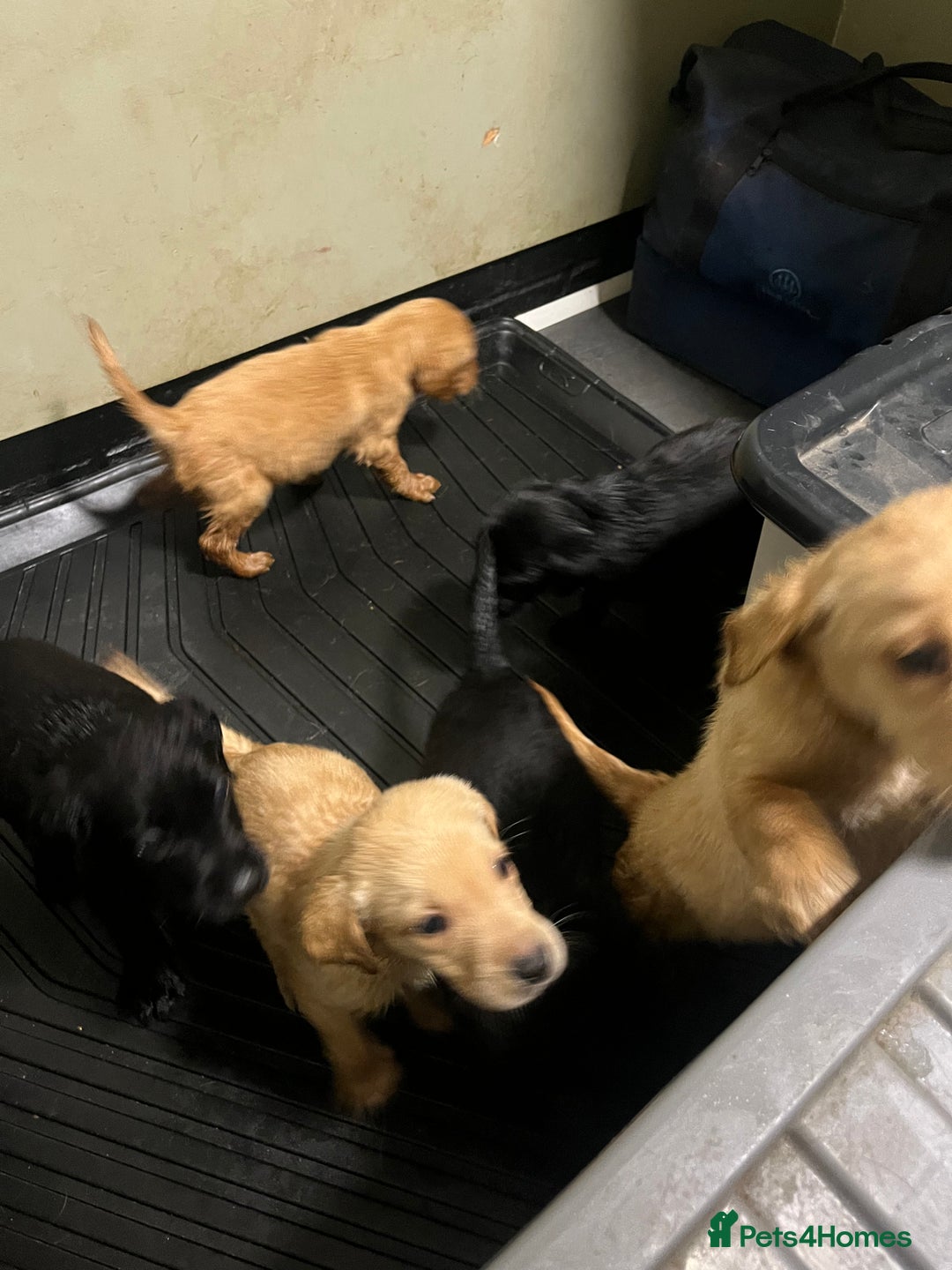 Labrador Retriever dogs for sale: 7 Labrador Puppies - Image 14