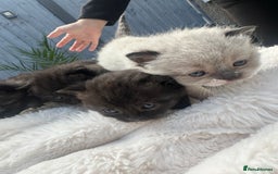 British Shorthair cats for sale: British blue x ragdolls  - Image 5