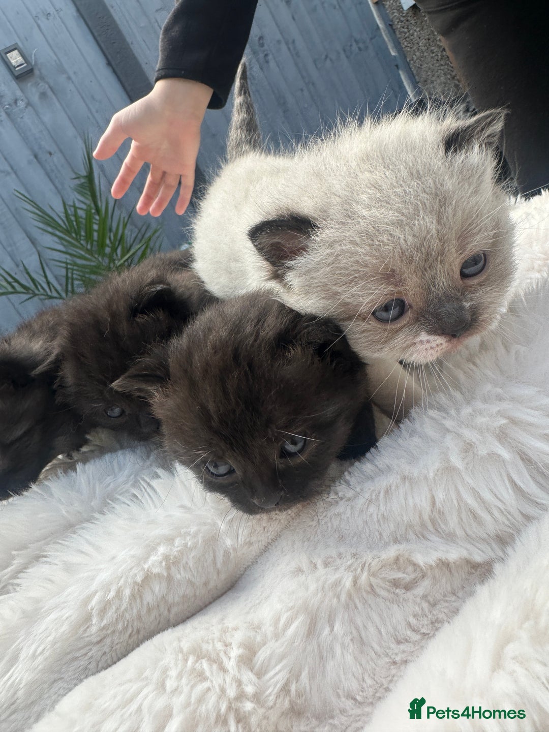 British Shorthair cats for sale: British blue x ragdolls  - Image 5
