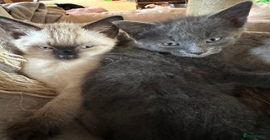 Mixed Breed cats - Advert 2