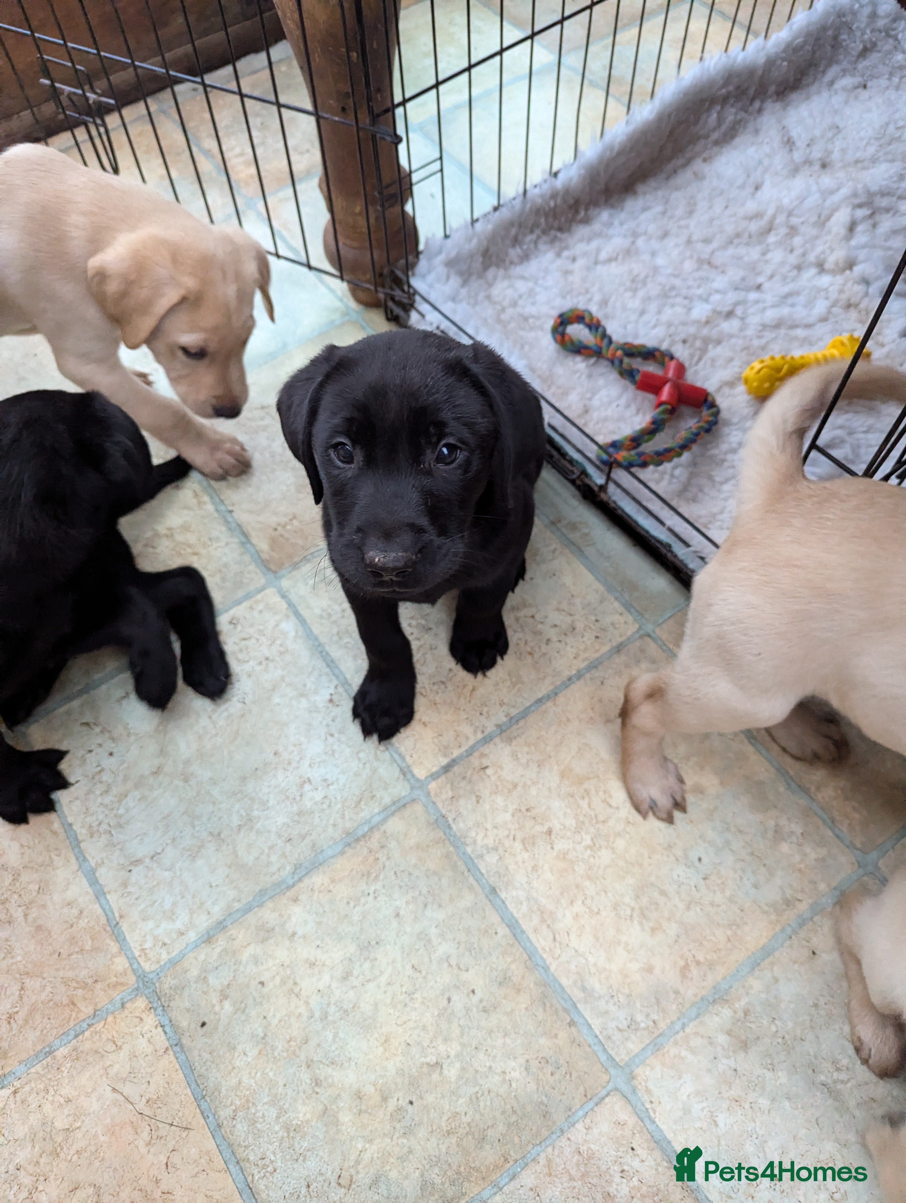 Labrador Retriever dogs 7 K C registered Chunky Labrador puppies READY NOW - Advert 9