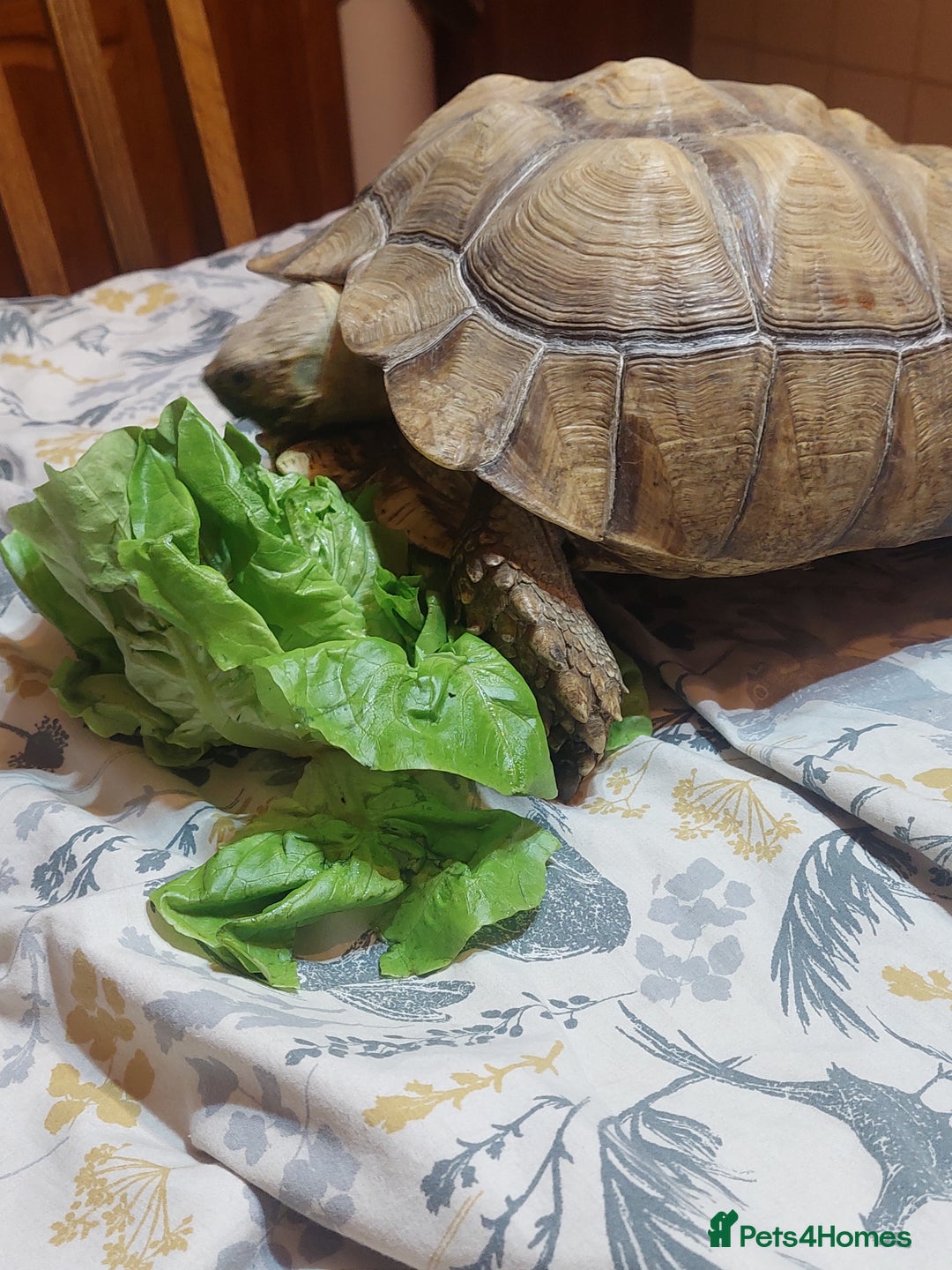 Tortoise reptiles for sale: Large Female Sulcata Tortoise - Advert 7