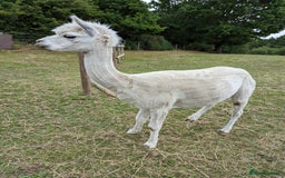 Alpaca livestock for sale: 3 x Male Alpacas for sale - Image 2