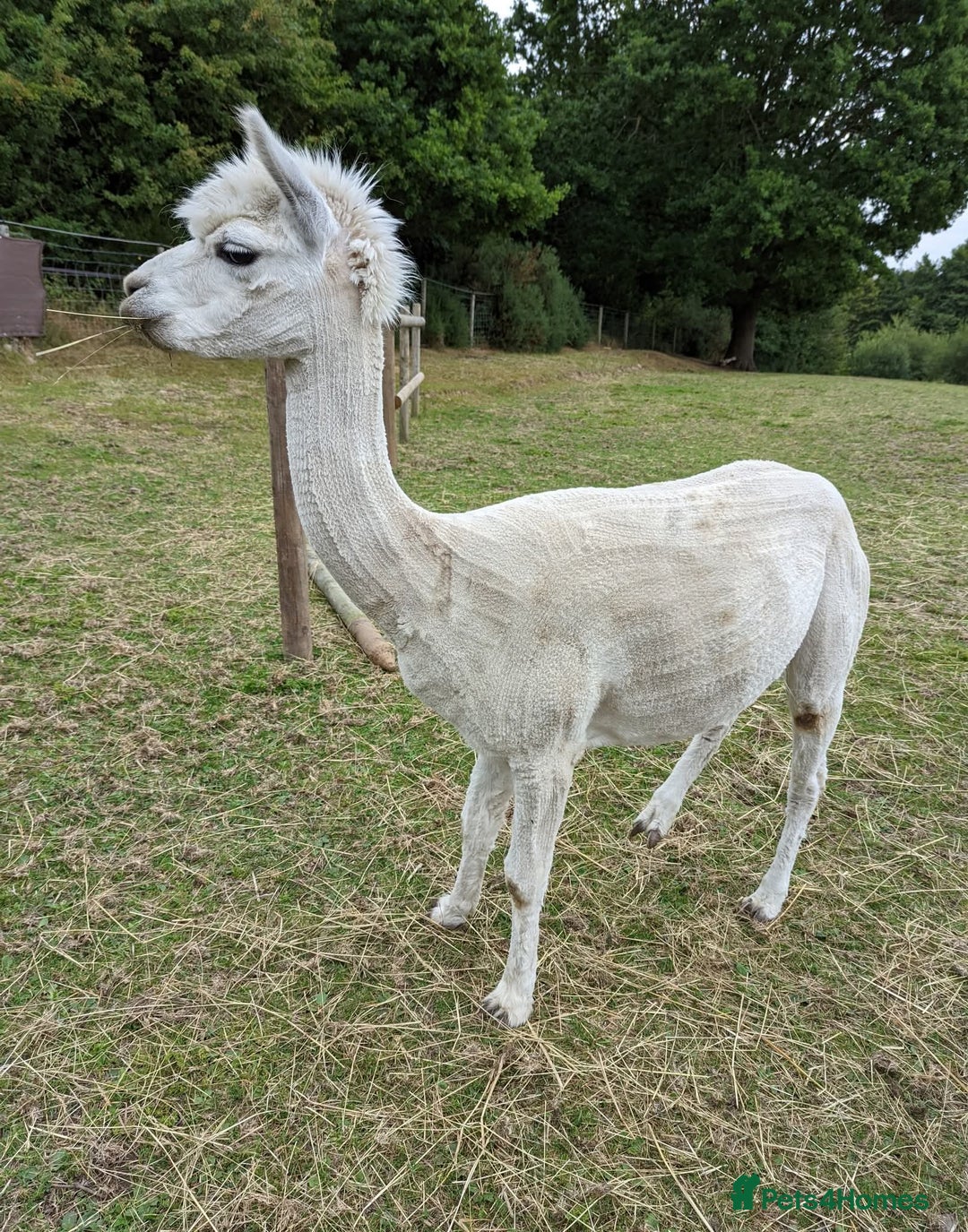 Alpaca livestock for sale: 3 x Male Alpacas for sale - Image 2