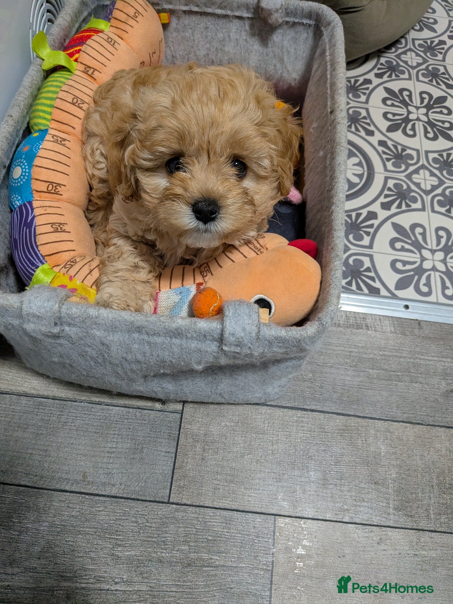 Cavapoo dogs Cavapoo f2 - Advert 4