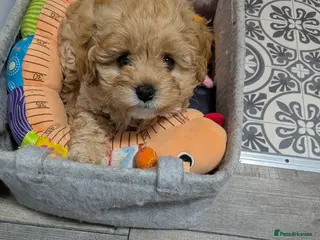 Cavapoo dogs Cavapoo f2 - Advert 4